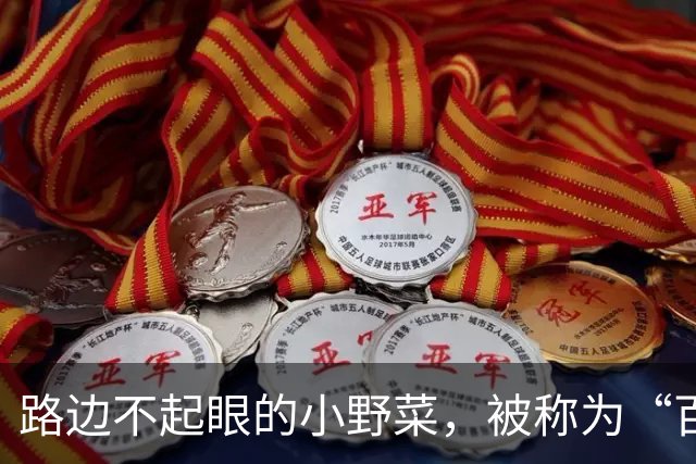 路边不起眼的小野菜，被称为“百菜之主”，易种易活，盆栽也爆盆